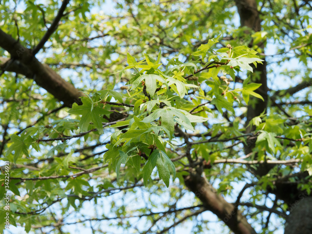 (liquidambar orientalis) Feuilles alternes et palmatilobées, triangulaires, vert mat du Copalme d'Orient ou liquidambar oriental (liquidambar orientalis) Feuilles alternes et palmatilobées, triangulaires, vert mat du Copalme d'Orient ou liquidambar oriental