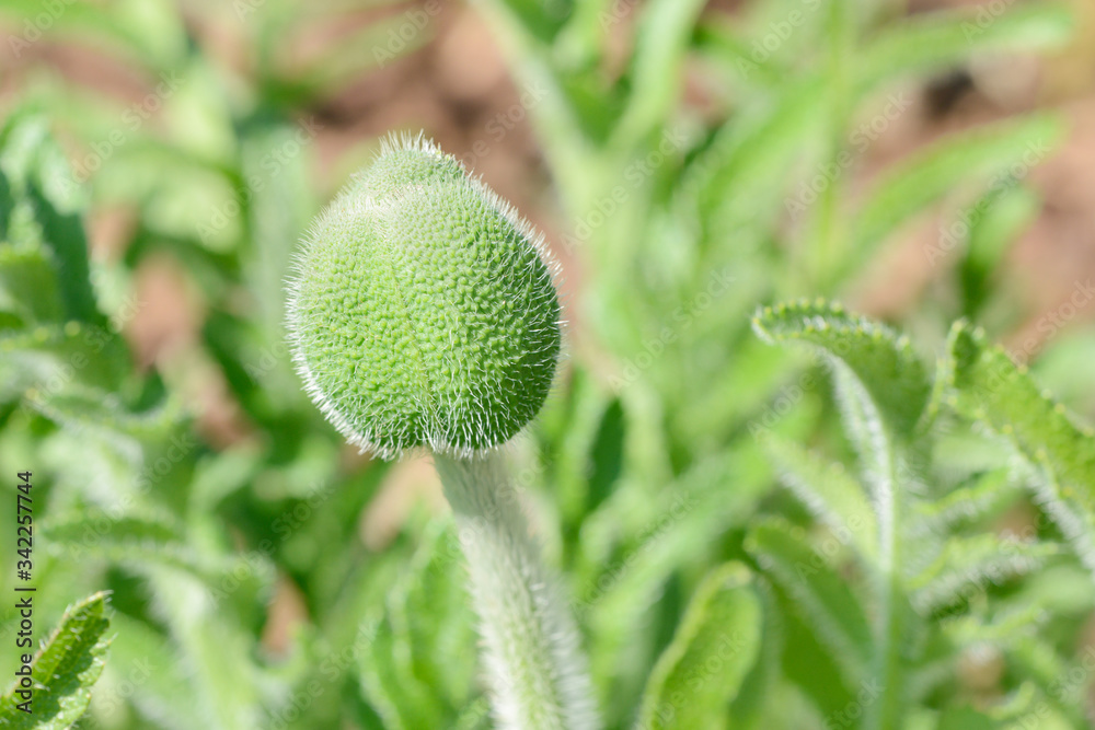 Bud from red oriental Poppy in the garden Bud from red oriental Poppy in the garden