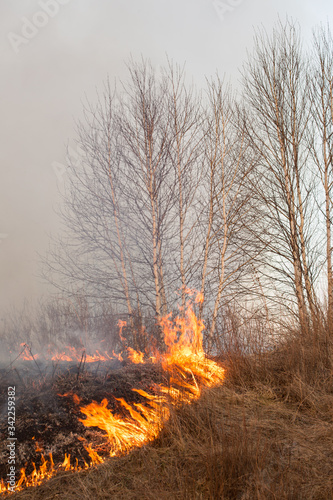 Forest fire burning, Wildfire close up at day time