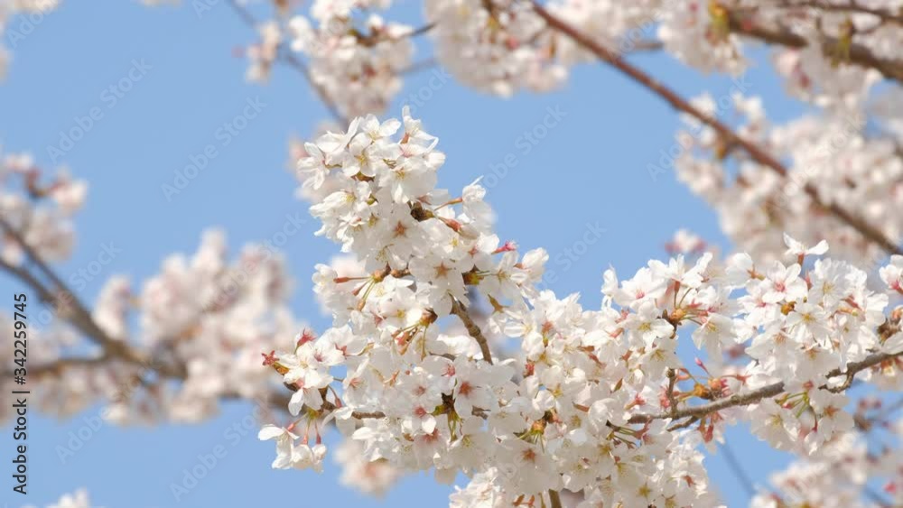 動画素材: 桜の花 ソメイヨシノ クローズアップ フィックス撮影 動画素材: 桜の花 ソメイヨシノ クローズアップ フィックス撮影