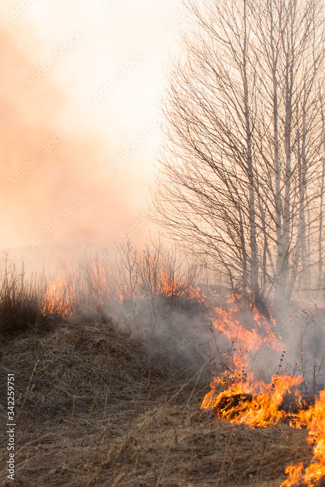 Fototapeta premium Forest fire burning, Wildfire close up at day time
