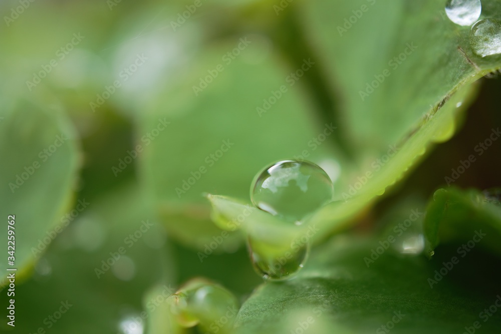 morning dew morning dew