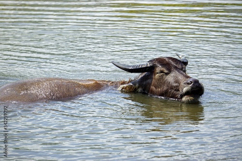 water buffalo in a puddle © chriss73