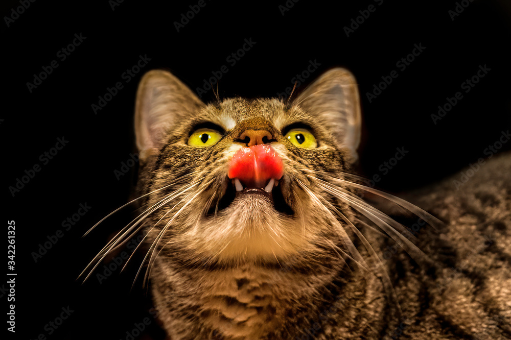 Cat looking upwards with his eyes on the prize. Focussed on an insect fluttering around the light. Tongue out. Cat looking upwards with his eyes on the prize. Focussed on an insect fluttering around the light. Tongue out.