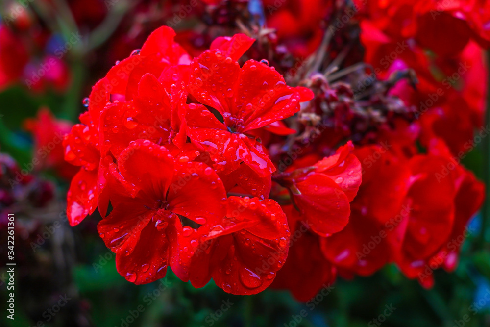 Pink geraniums in garden in spring - spring flower, out of focus. Pink geraniums in garden in spring - spring flower, out of focus.