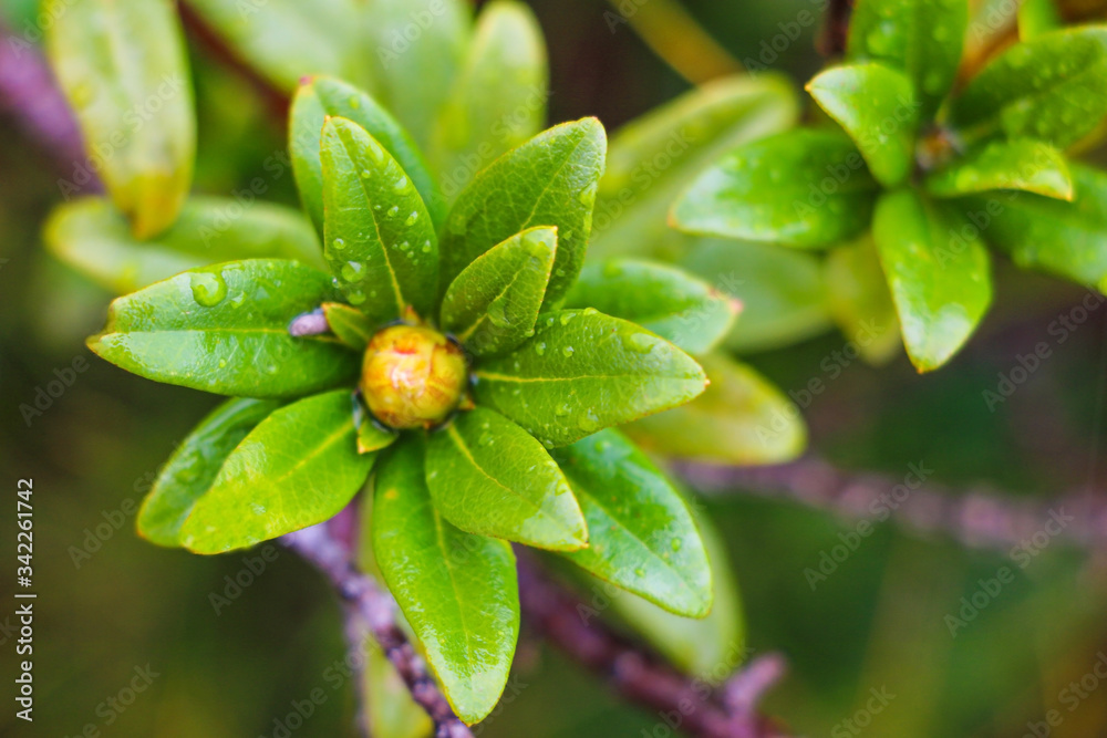 View of beautiful mountain vegetation on a rainy autumn morning. Selective focus. View of beautiful mountain vegetation on a rainy autumn morning. Selective focus.