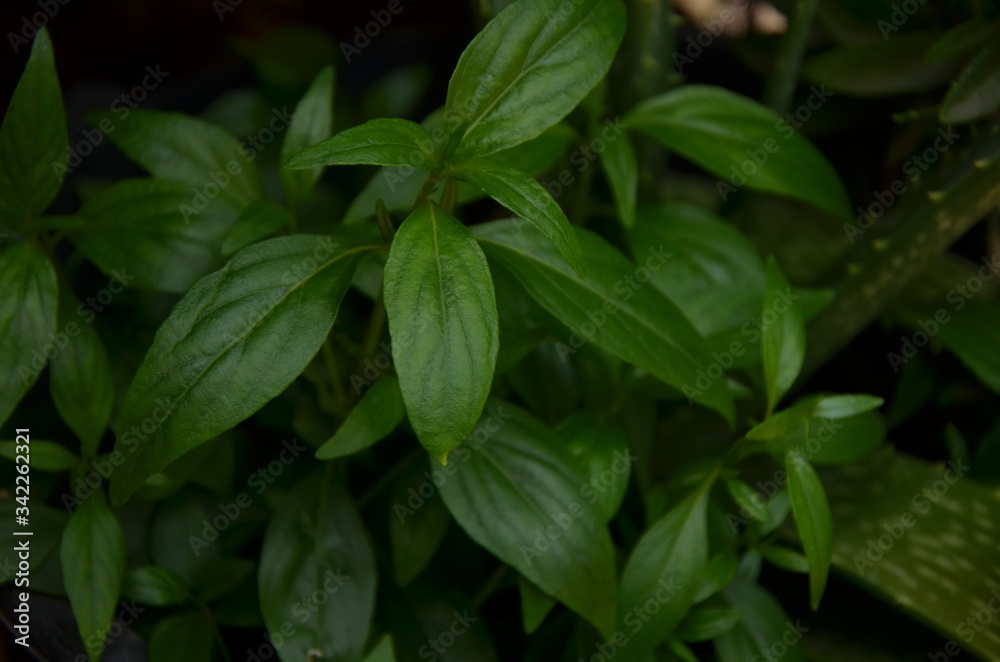 mint leaves in the garden mint leaves in the garden