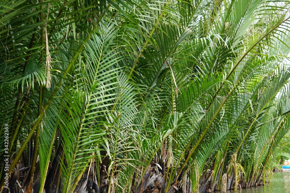 green palm trees in a mangrove forest green palm trees in a mangrove forest