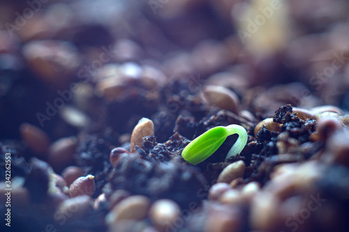 small green seedling in the ground.