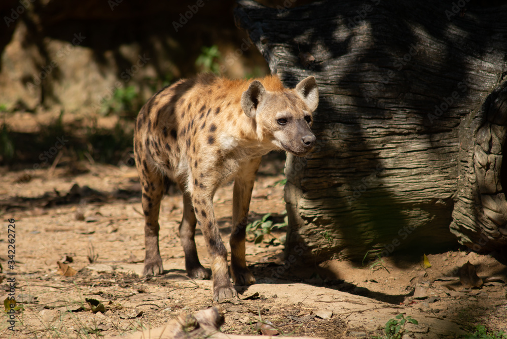 Fototapeta premium Hyena