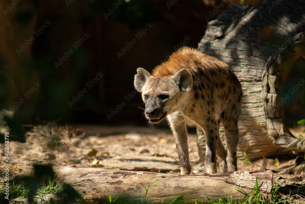 Obraz premium Hyena