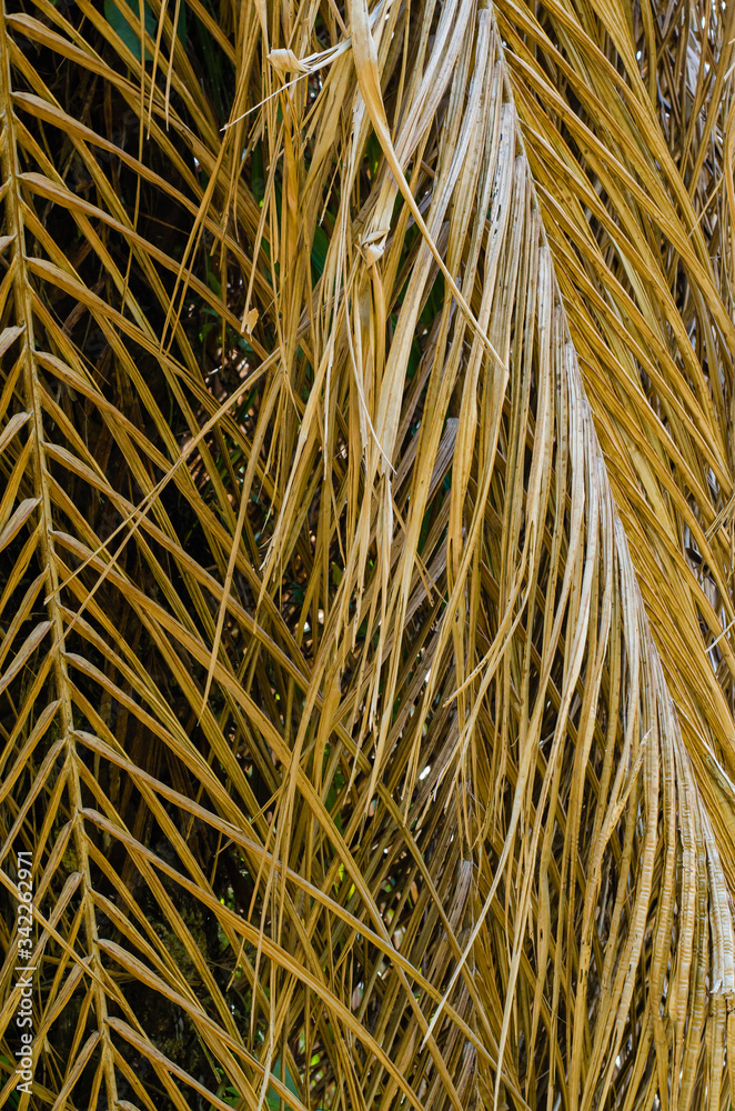 Texture of Dried Palm Leaf for Natural Background Used. Texture of Dried Palm Leaf for Natural Background Used.