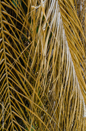 Texture of Dried Palm Leaf for Natural Background Used.