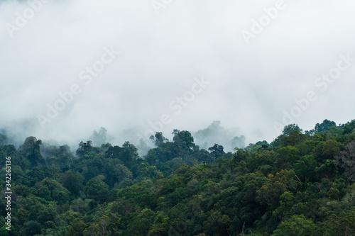 fog on tree forest closeup © sayhmog