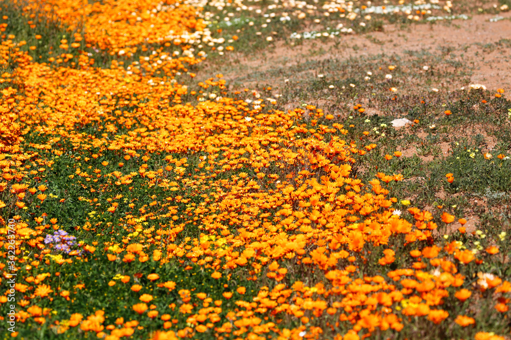 Fototapeta premium Namaqualand daisies