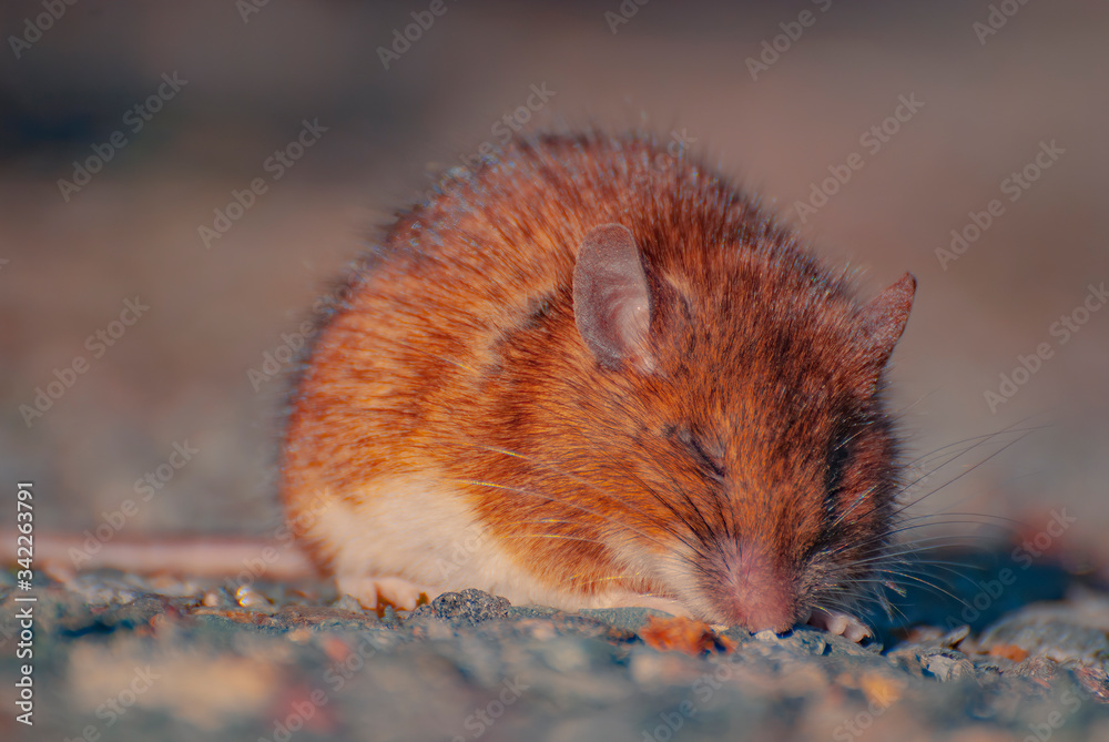 Mouse Mouse