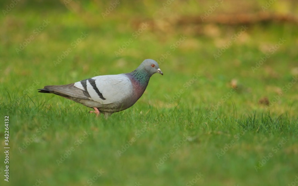 A city dove or city pigeo walking in the morning over the green lawn in the shade, Columbidae A city dove or city pigeo walking in the morning over the green lawn in the shade, Columbidae