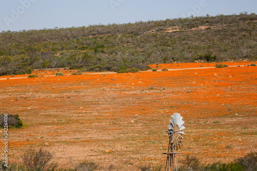 field of Namaqualand daisies photo