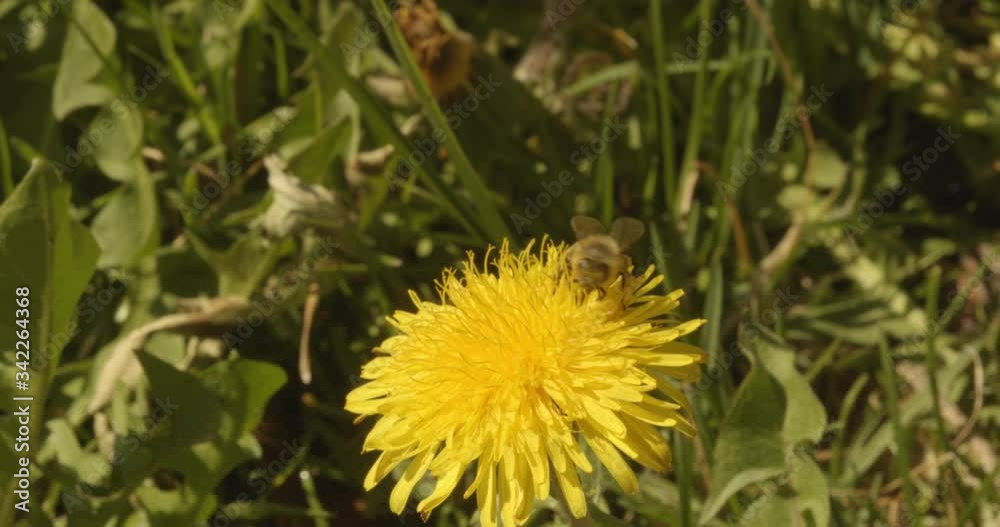 a bee pollinates dandelion acerbically a than flyes away a bee pollinates dandelion acerbically a than flyes away