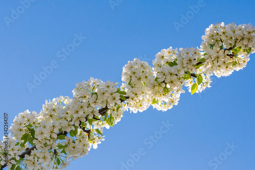 Äste mit vielen weißen Blüten