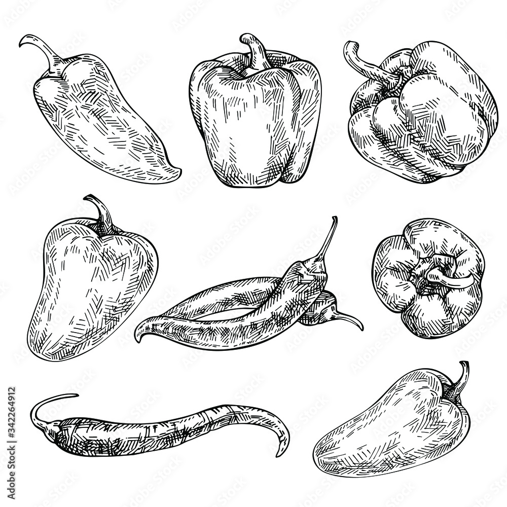 Pepper hand drawn set. Sketch red hot chili peppers and bell peppers