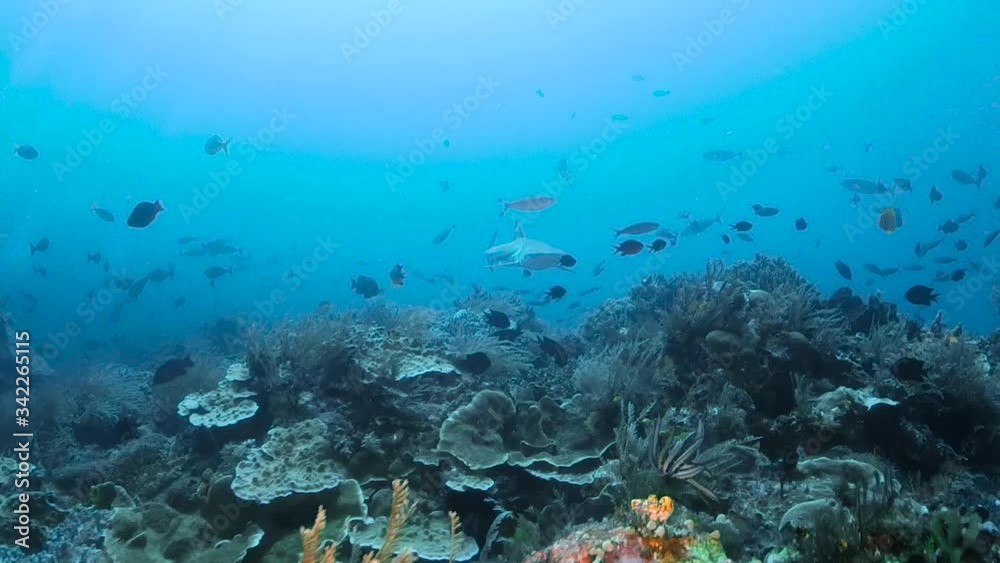 Blacktip reef shark swimming over reef Blacktip reef shark swimming over reef