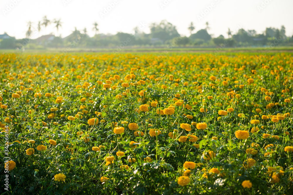 Obraz premium Yellow marigold flower farm