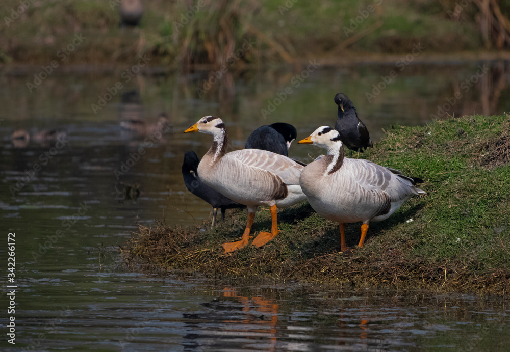 Bar-headed goose Bar-headed goose