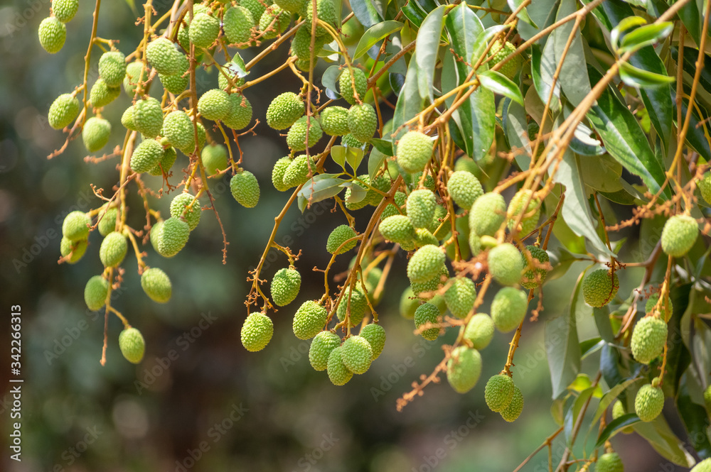 Picture of green unripe lychee hanging from a tree Picture of green unripe lychee hanging from a tree