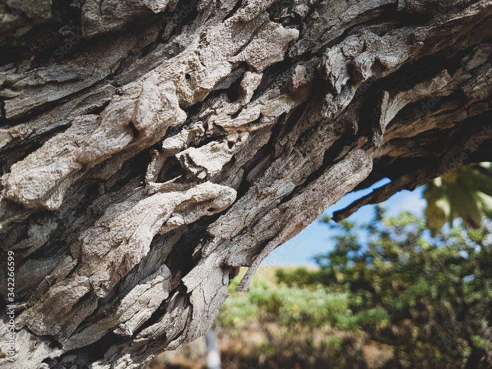 tree bark texture