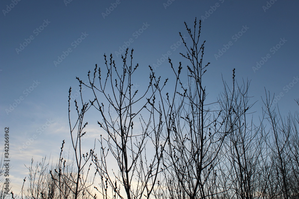 willow trees in the evening