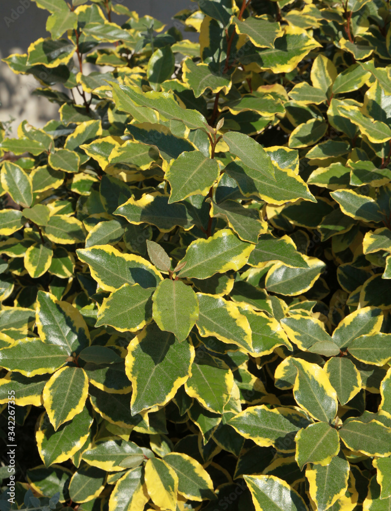 Fototapeta premium Elaeagnus ebbingei viveleg 