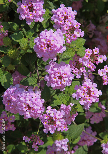 Fleurs de lantana roses