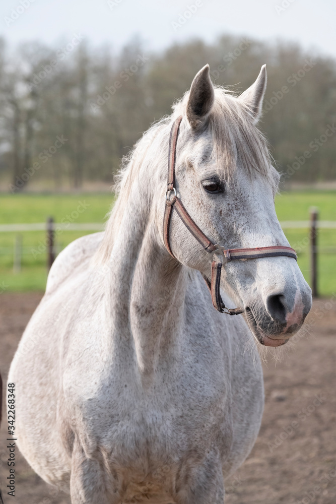 A close-up of a pregnant grey horse standing on a field, looking straight into camera, selective focus