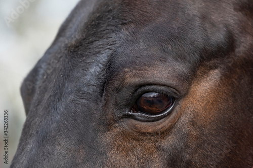Horse eye close-up. Portrait of a brown horse eye