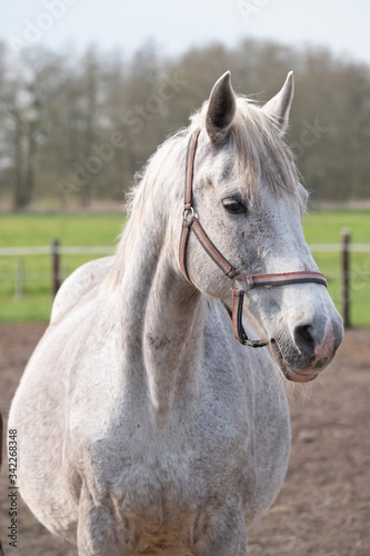 A close-up of a pregnant grey horse standing on a field, looking straight into camera, selective focus