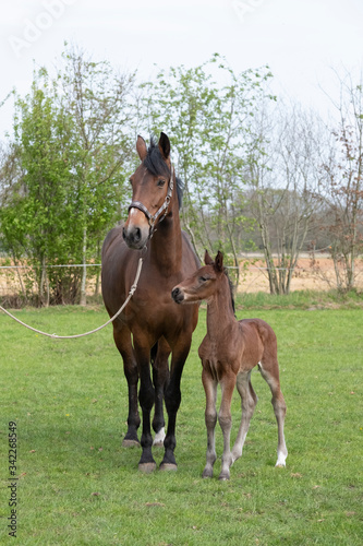 Little just born brown horse standing next to the mother, during the day with a countryside landscape