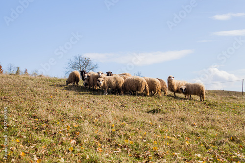 Flock of sheep grazing on the pasture