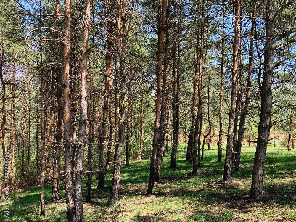 Fototapeta premium Landscape photography of wild forest