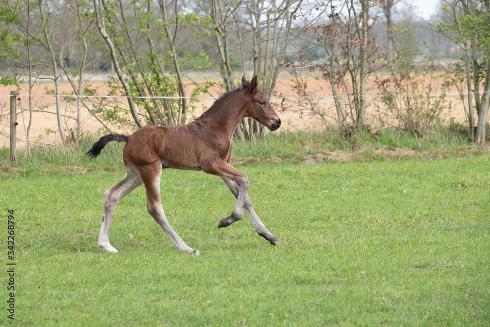 Cute small brown foal running in trot free in the field. Animal in motion Cute small brown foal running in trot free in the field. Animal in motion