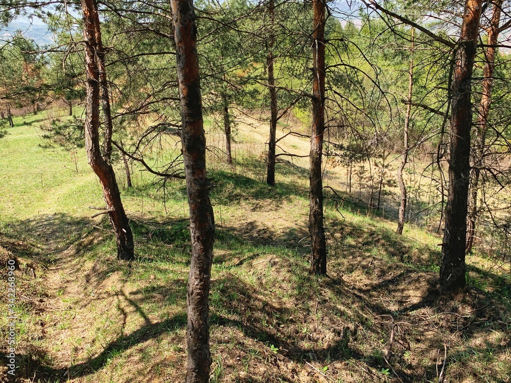 Landscape photography of wild forest Landscape photography of wild forest