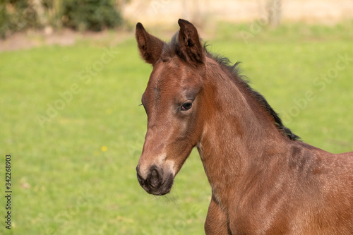 A close-up of a baby horse on grass background, foal is looking at camera © Dasya - Dasya