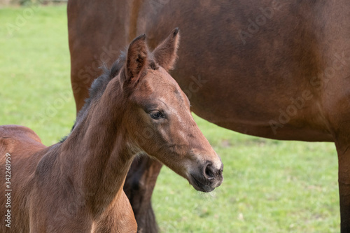 Close-up of a little just born brown horse standing next to the mother, during the day with a countryside landscape