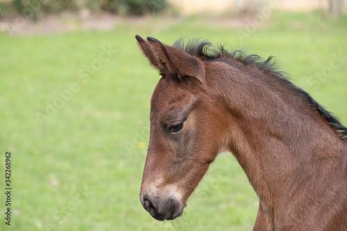 A close-up of a baby horse on grass background, seen from the side photo