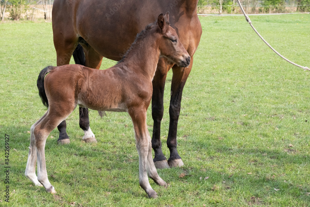 Close-up of a little just born brown horse standing next to the mother, during the day with a countryside landscape Close-up of a little just born brown horse standing next to the mother, during the day with a countryside landscape