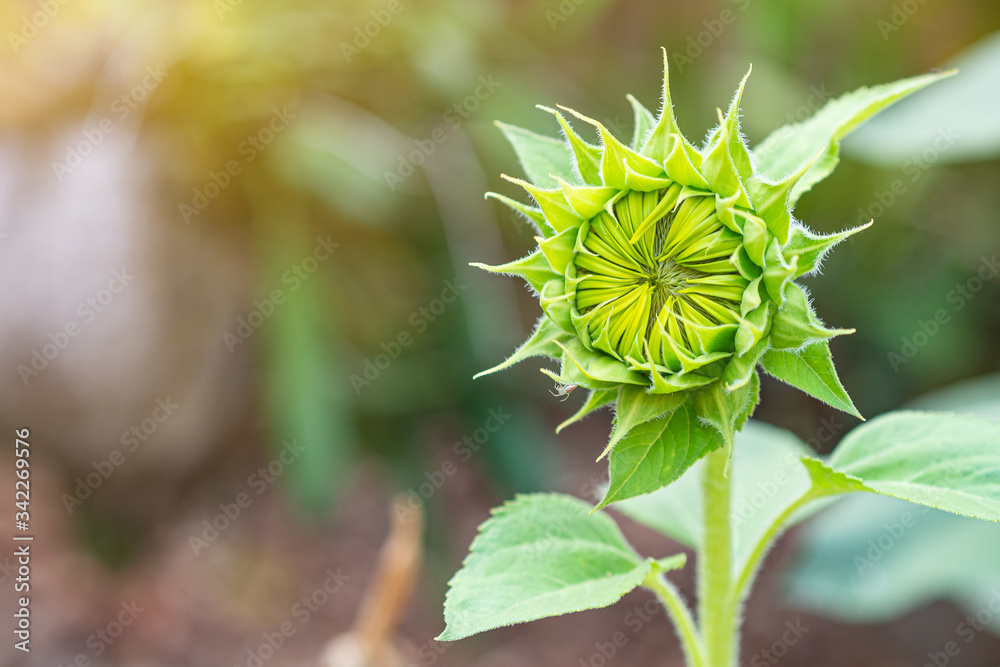 Close-up of green young sunflower bud before blooming with nature background. Concept of nature Close-up of green young sunflower bud before blooming with nature background. Concept of nature