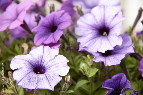 colourful petunia Petunia hybrida flowers Flowerbed with multicoloured petunias