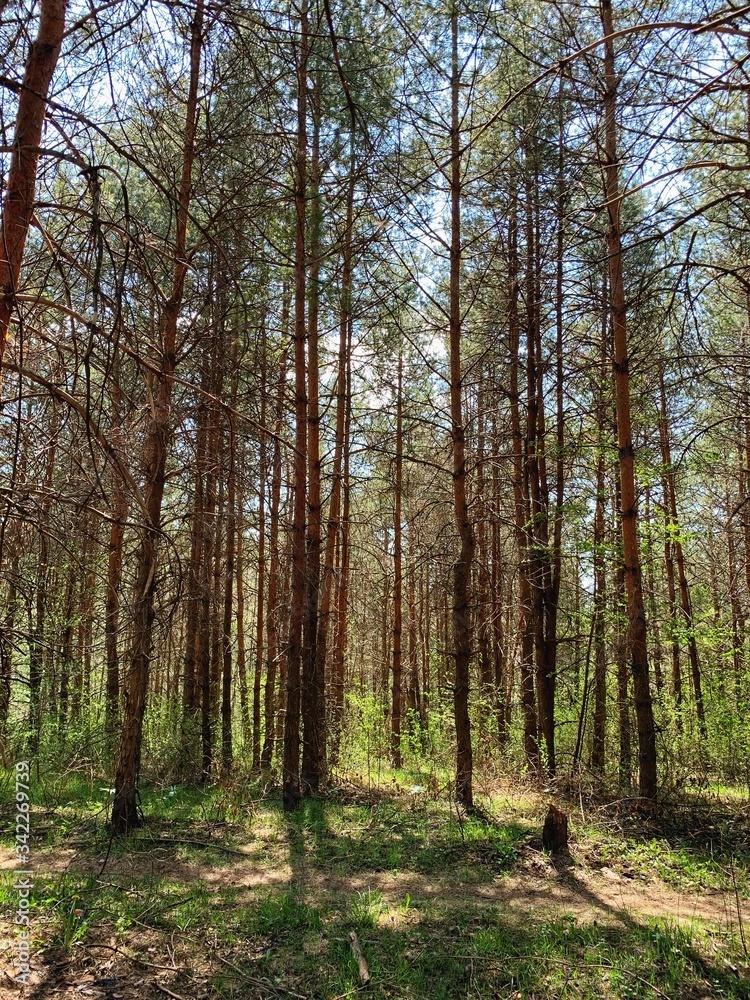Landscape photography of wild forest Landscape photography of wild forest