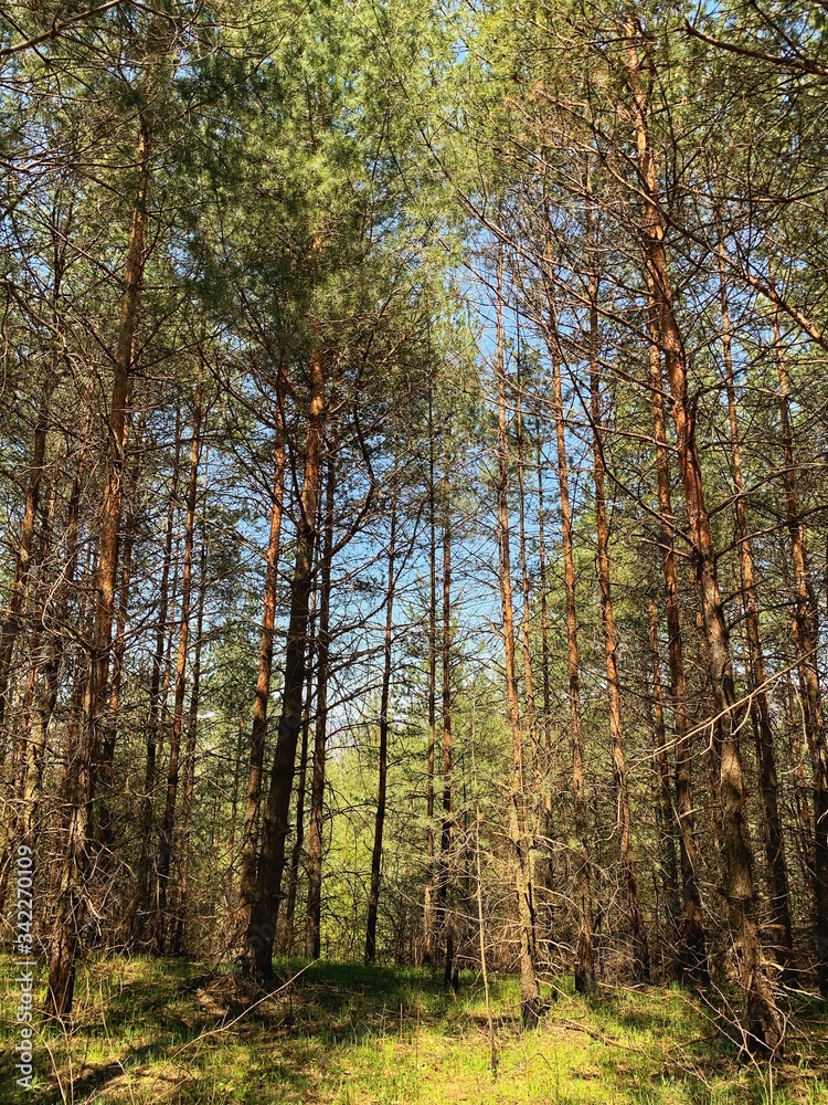 Fototapeta premium Landscape photography of wild forest