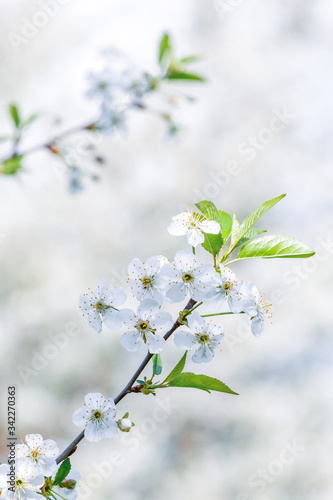 macro flower of a cherry